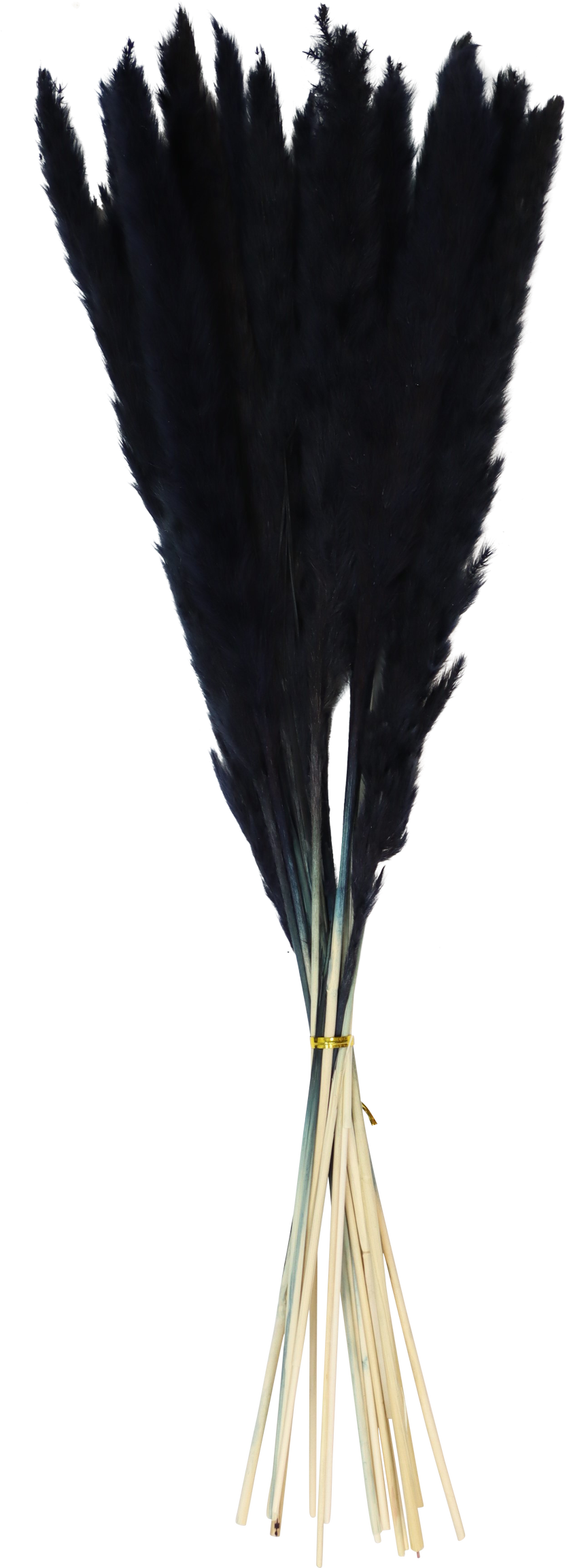 1026 PAMPASGRASS SCHWARZ  S/15