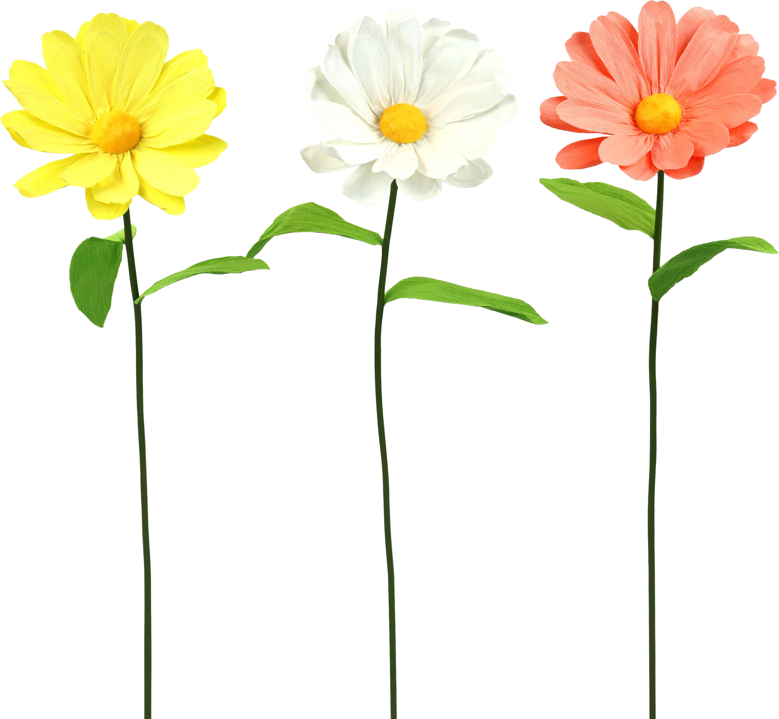 2014 TRIO VASI  DAISY  3PZ