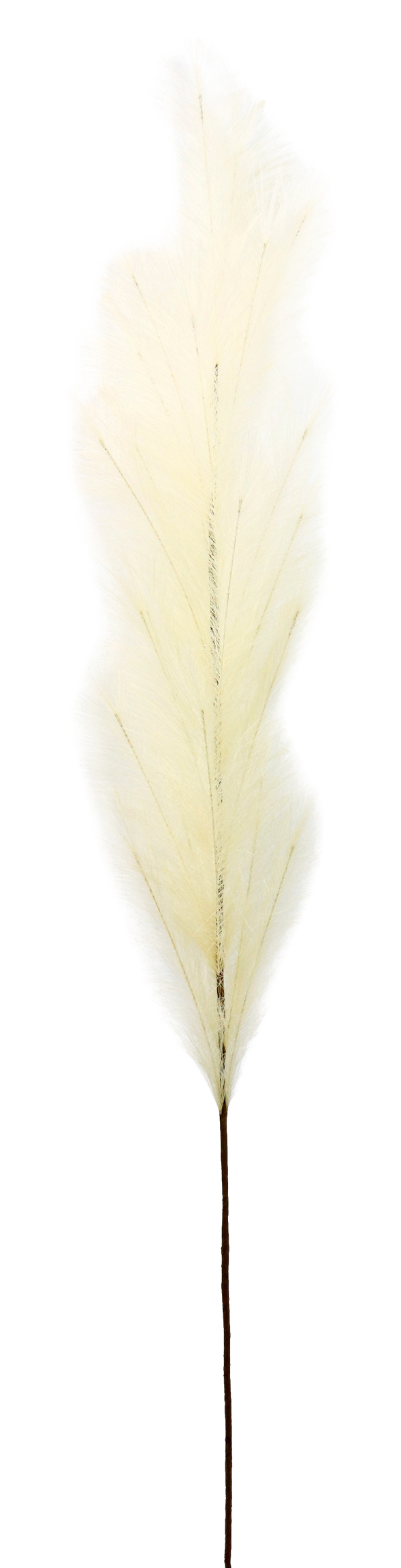 5915 PLUME  ELFENBEIN  170CM