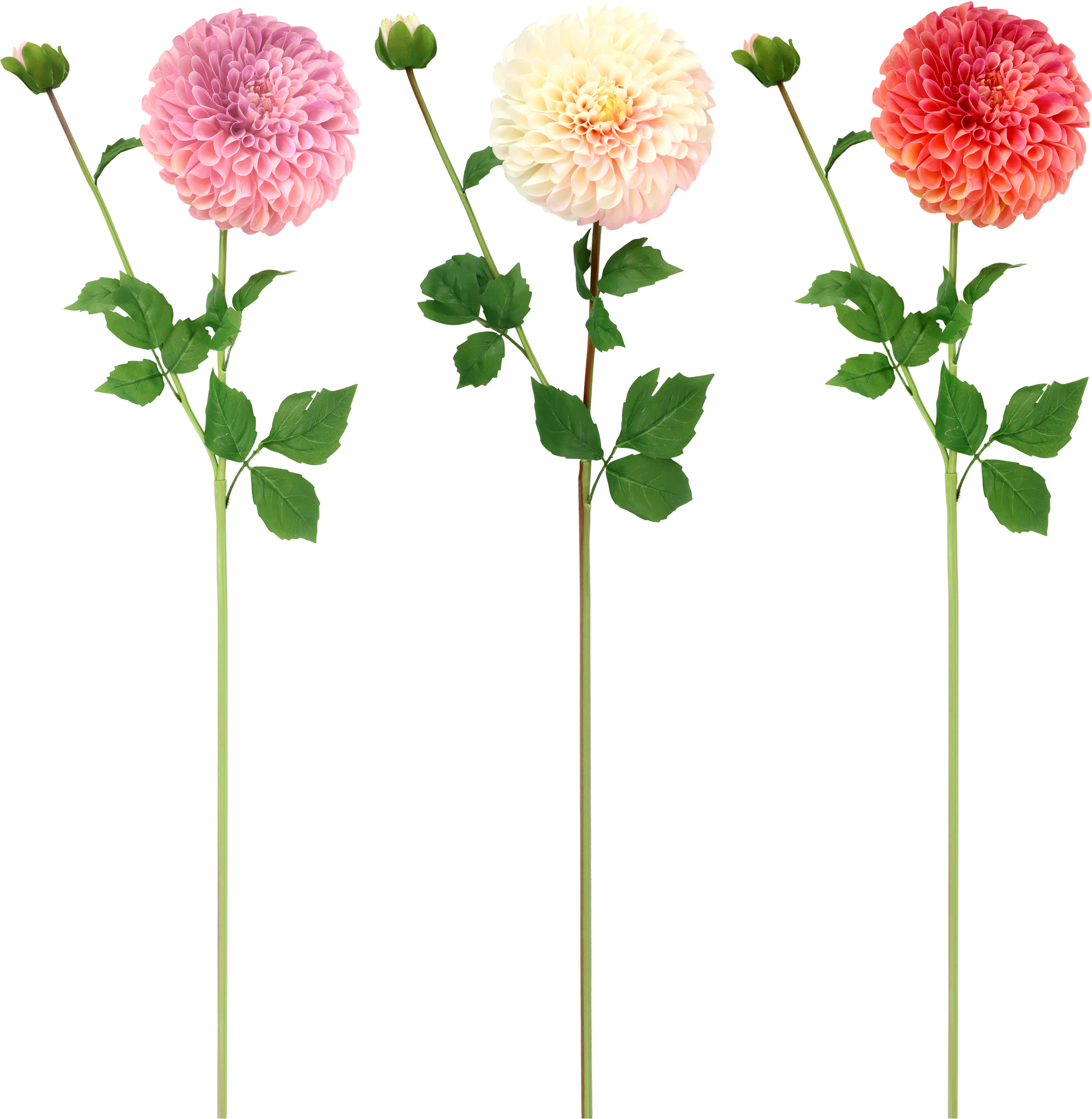 6681 ZIERBLUMEN DAHLIE  S/3