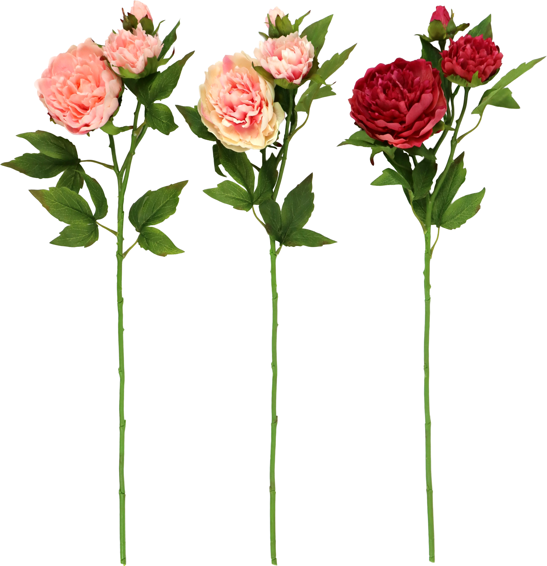 6695 ZIERBLUMEN PFINGSTROSE  S/3