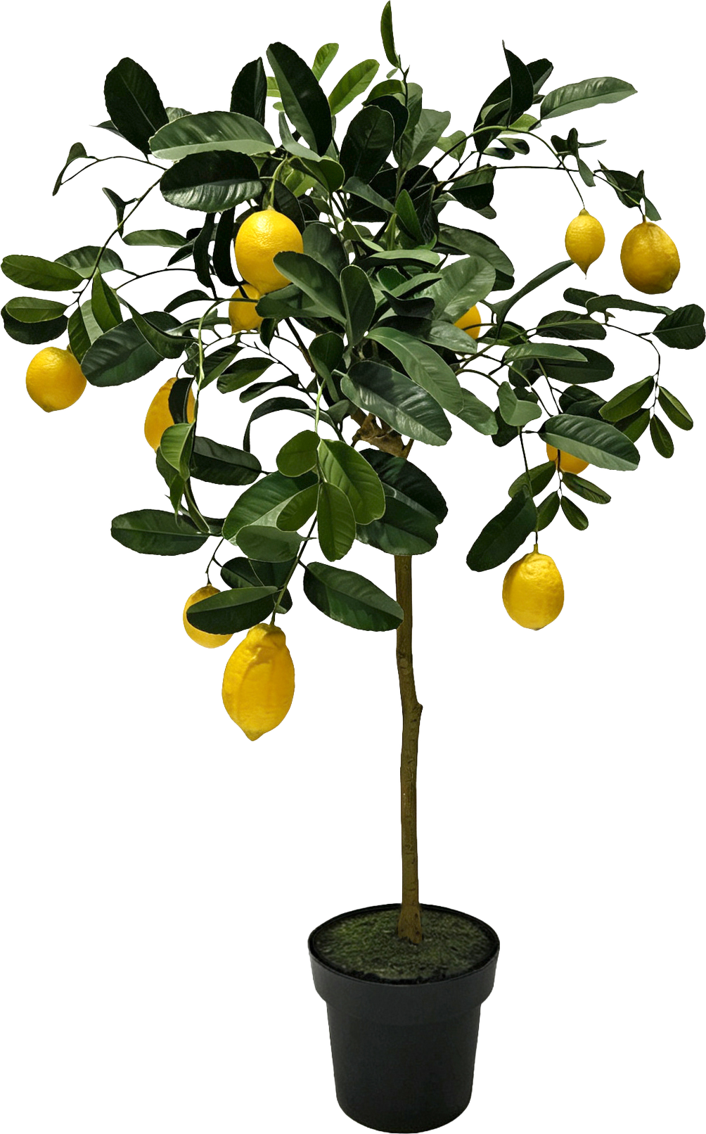 6791 ALBERO LIMONE AMALFI