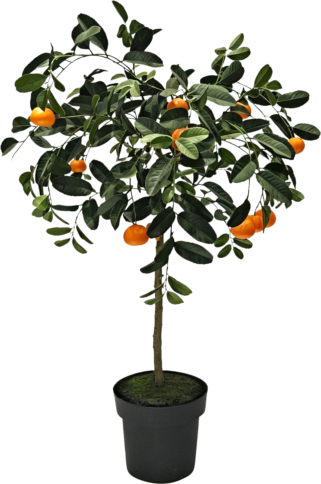 6792 ALBERO ARANCIO VALENCIA