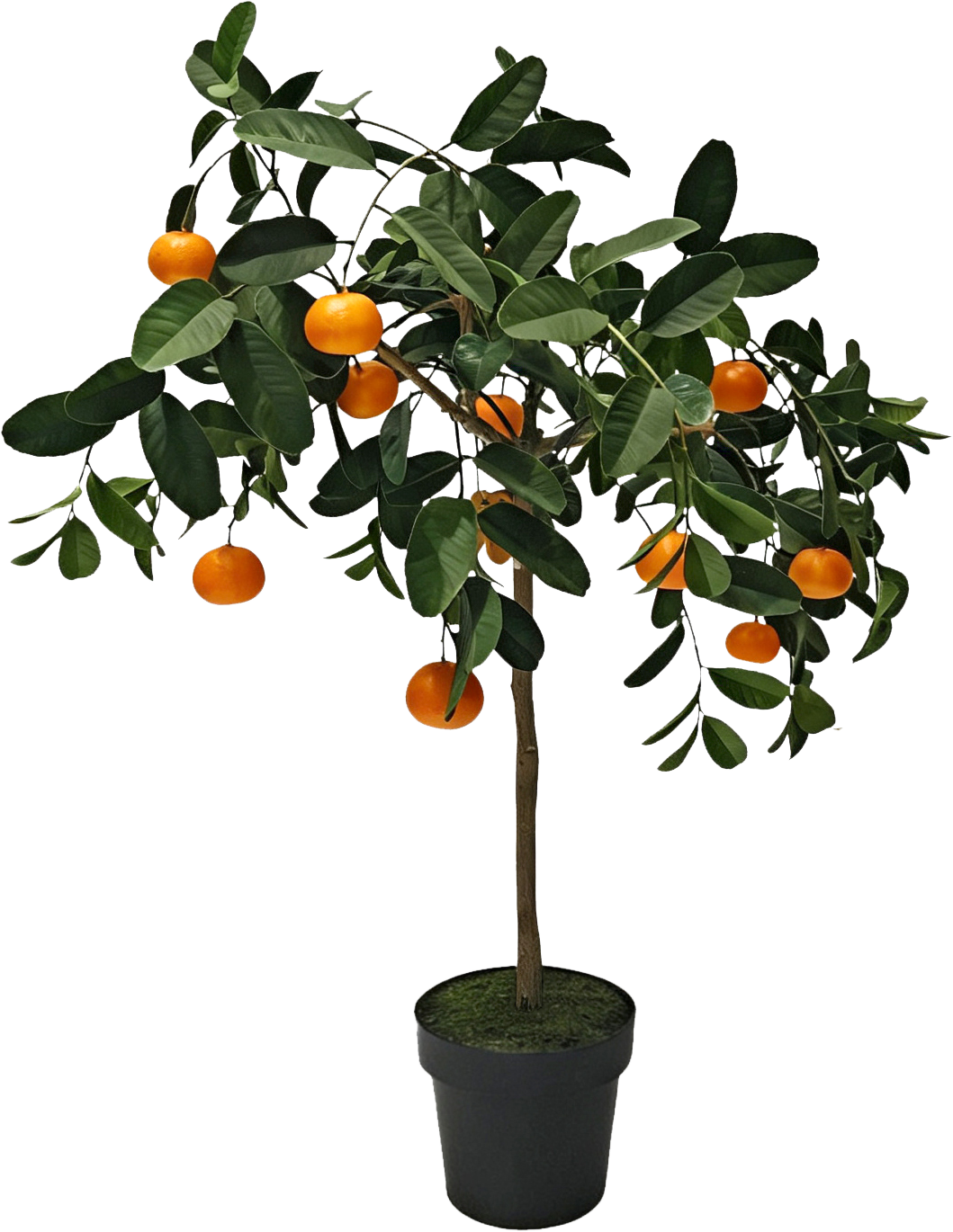 6793 ALBERO ARANCIO VALENCIA